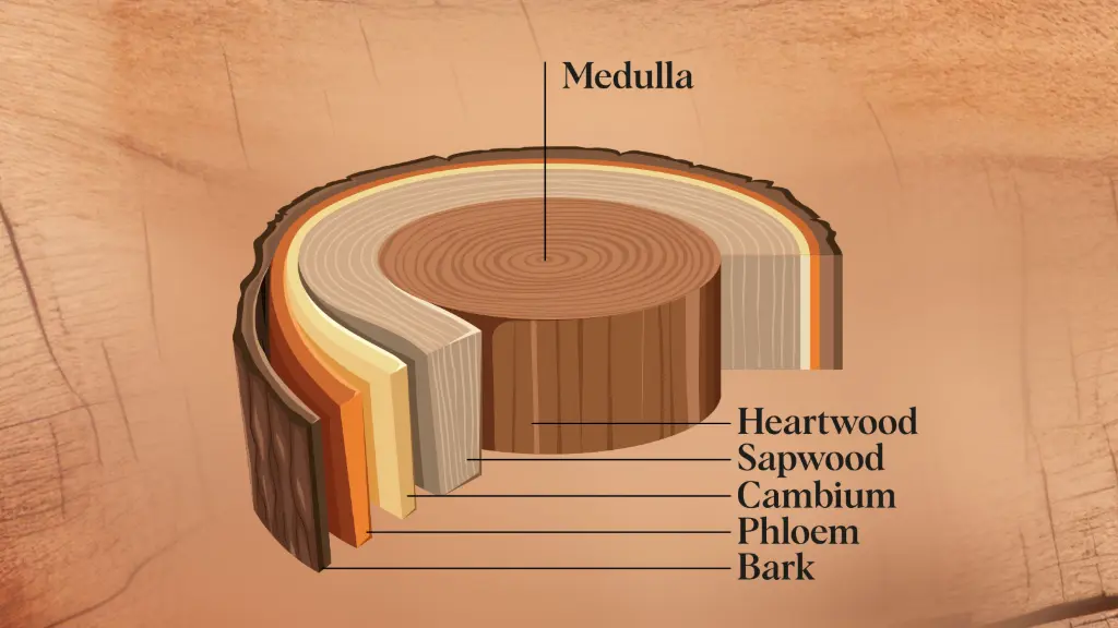 Layers of a tree trunk